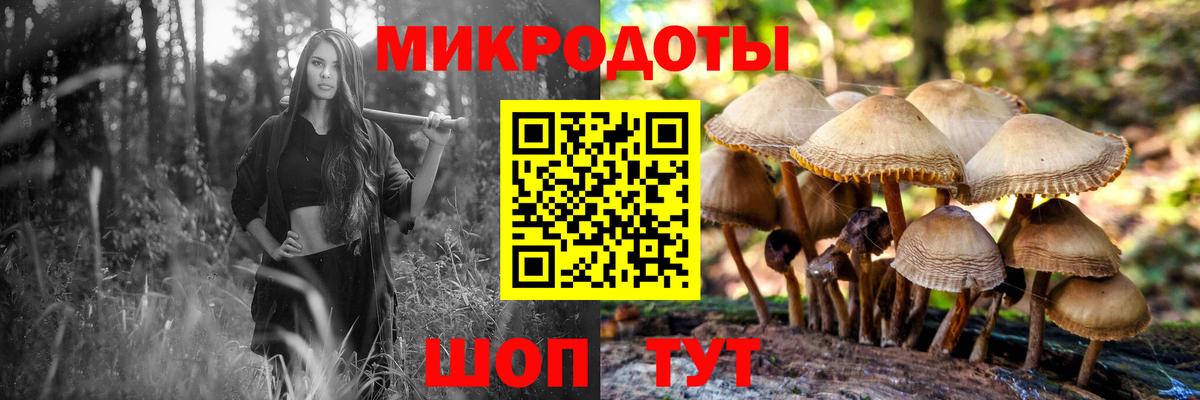 Псилоцибиновые грибы Psilocybe Кувандык